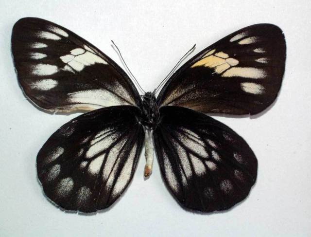 Delias diaphana sakagutti (verso, gynandromorph) (Internet Image property of respective owner, non-commercial use only)